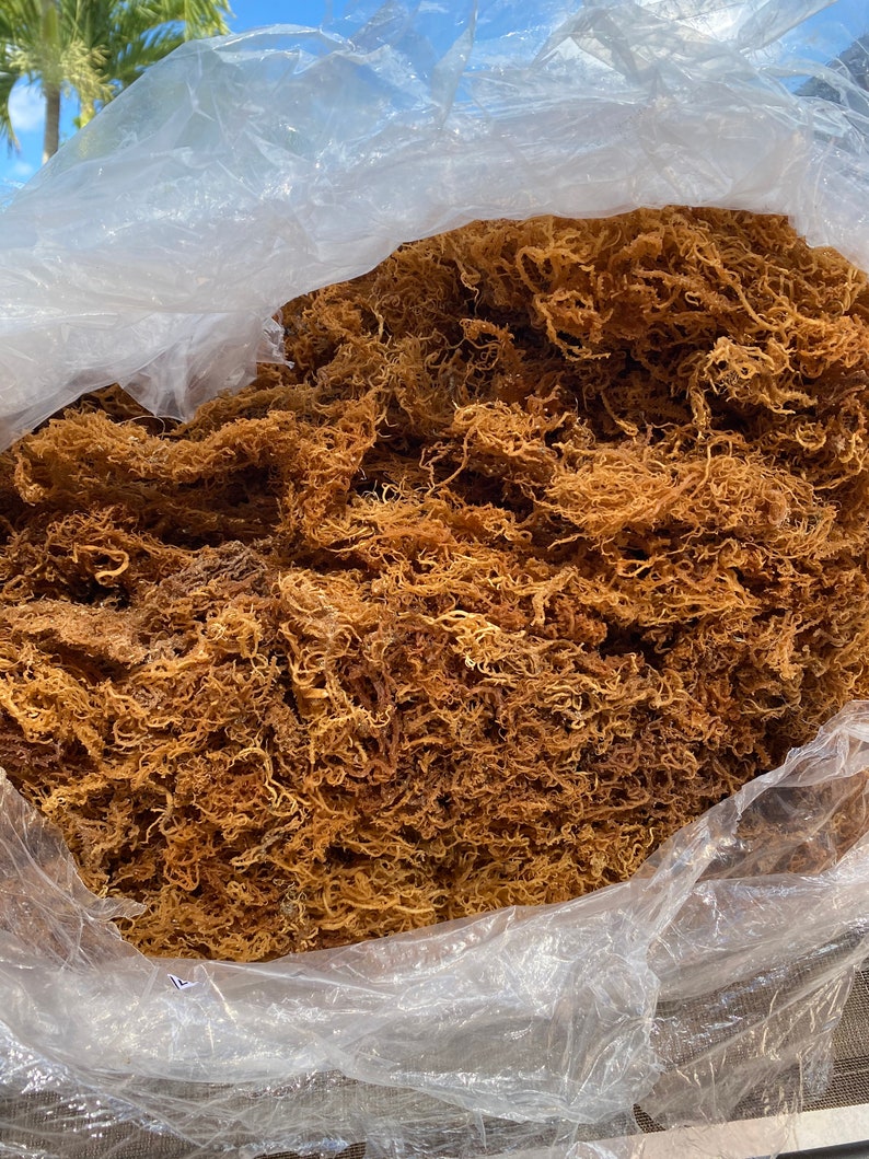 Mango Moss